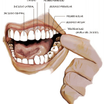 Dentadura humana 